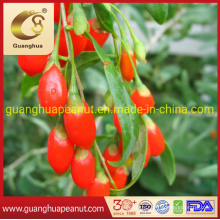 Low Pesticides Dried Gojiberry From Ningxia